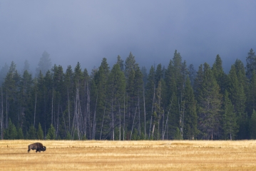 Bisonte en el Parque Nacional Yellowstone